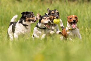 The friendliest dog breeds for families